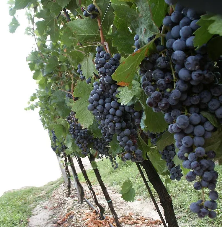 Agriturismo Colombarola Sona 0*,